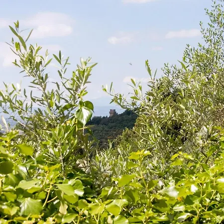 Nello Cortona